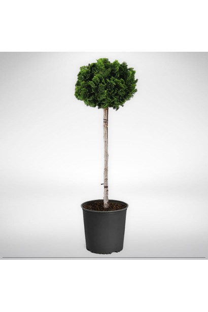 Японский кипарис Нана Грацилис на штамбе в горшке